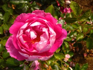 MISS SASSY (floribunda)